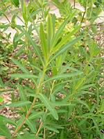 Euphorbia palustris (fam Euphorbiacees) (Europe, Siberie) (2) (Photo F. Mrugala)